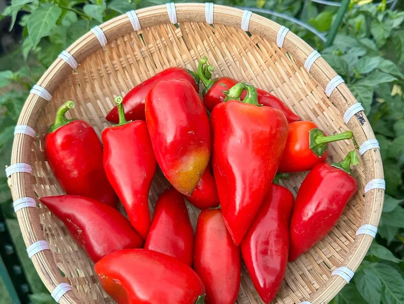 Ear Peper Elephant Ear Pepper Seeds – HaHa Seeds Shop