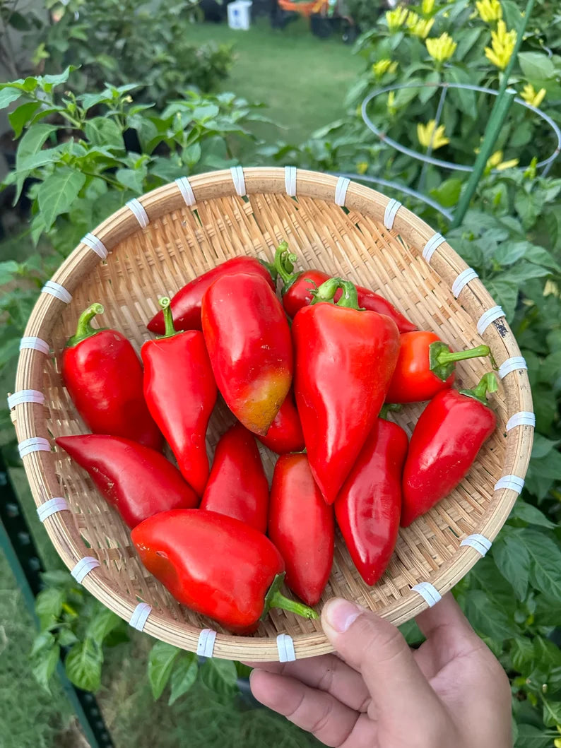 Ear Peper Elephant Ear Pepper Seeds – HaHa Seeds Shop