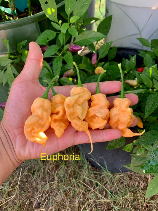 Euphoria Pepper Seeds