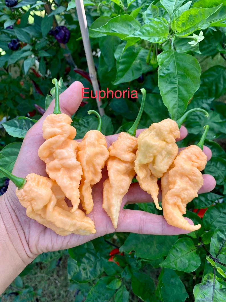 Euphoria Pepper Seeds