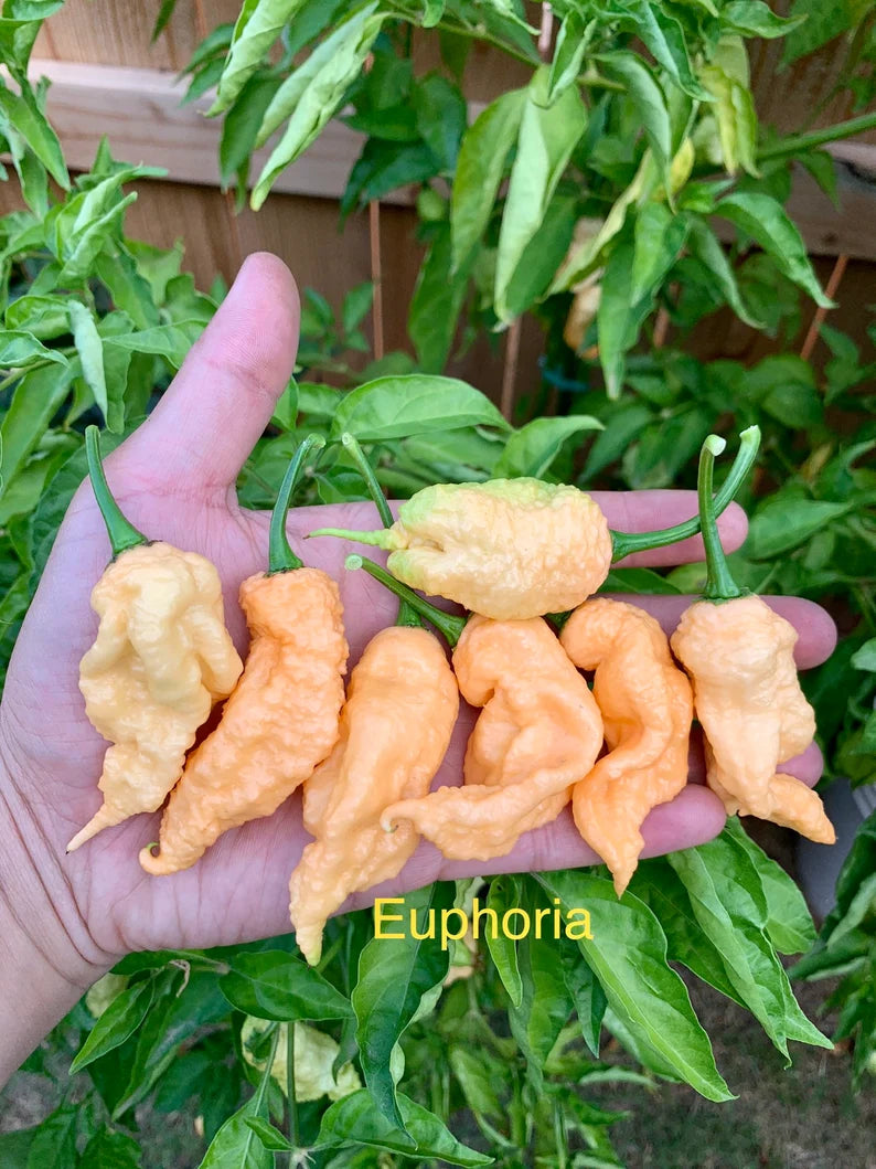 Euphoria Pepper Seeds