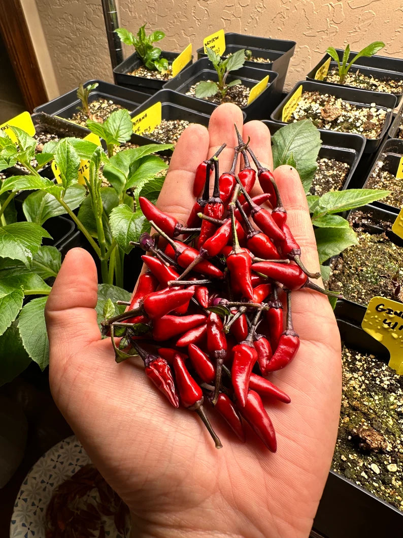 Explosive Ember Pepper Seeds