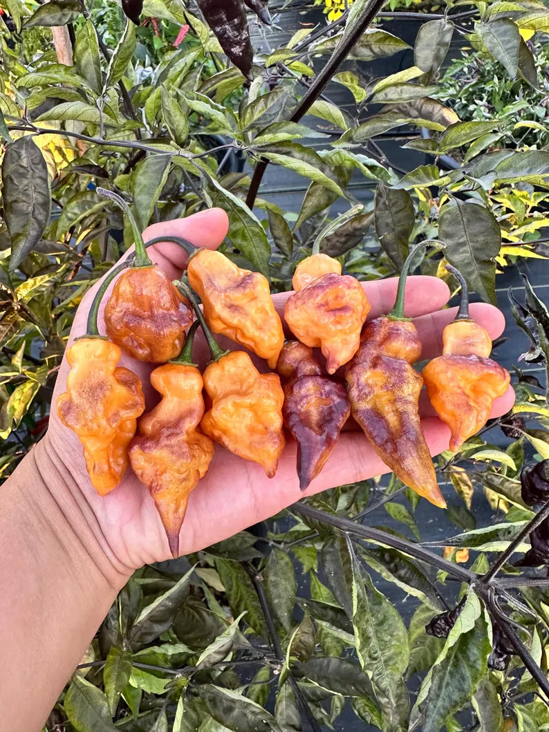 Eye Candy Pepper Seeds