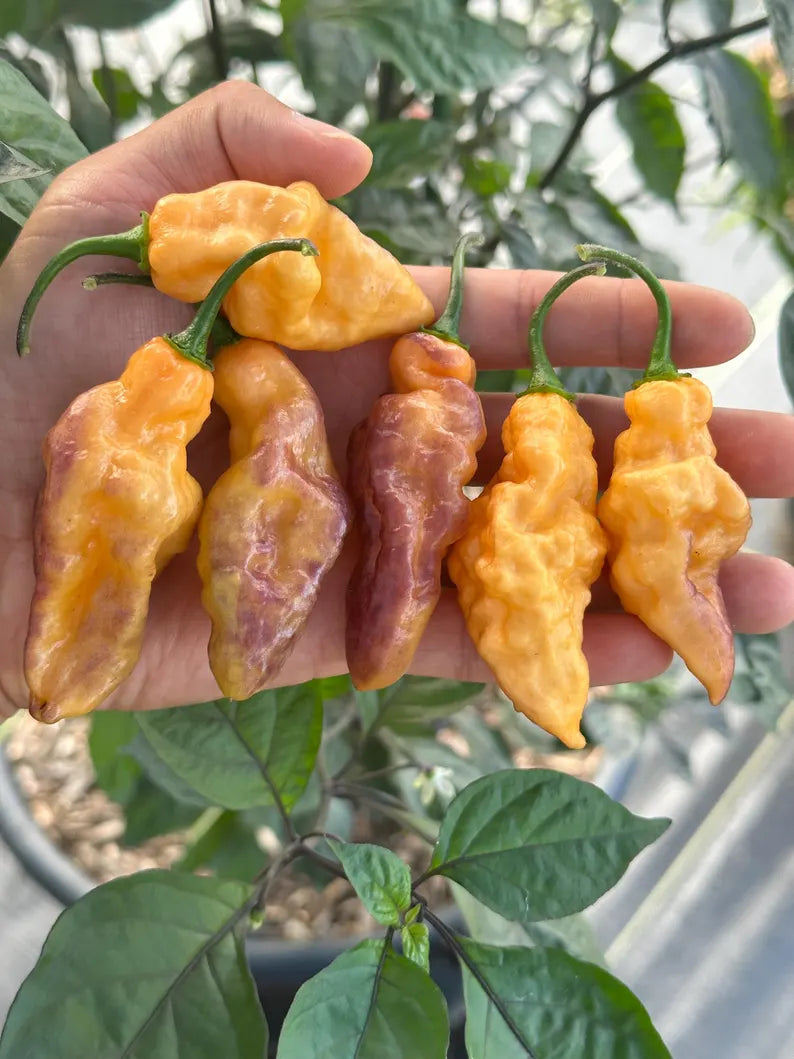 Eye Candy Pepper Seeds