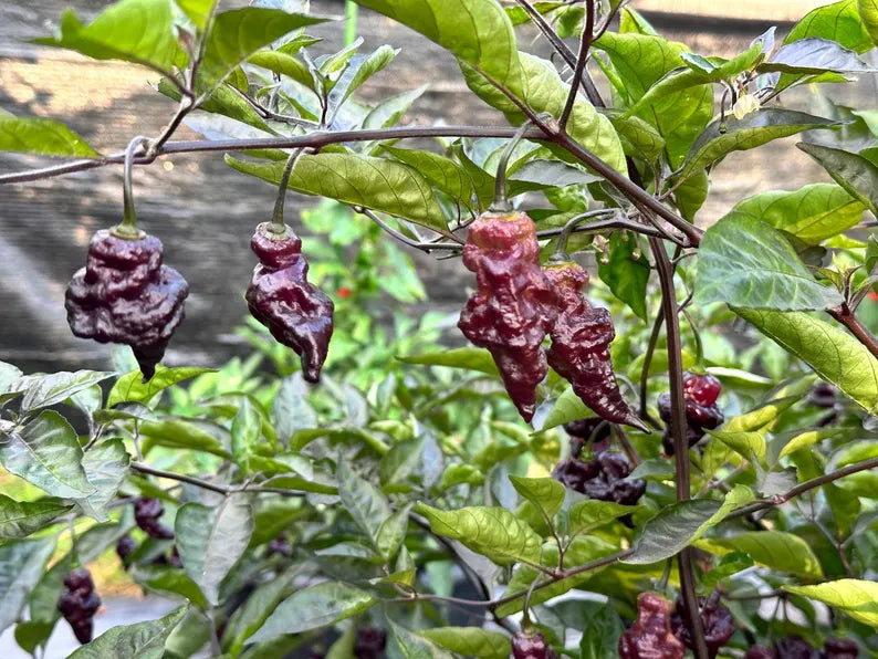 Eye Candy Pepper Seeds