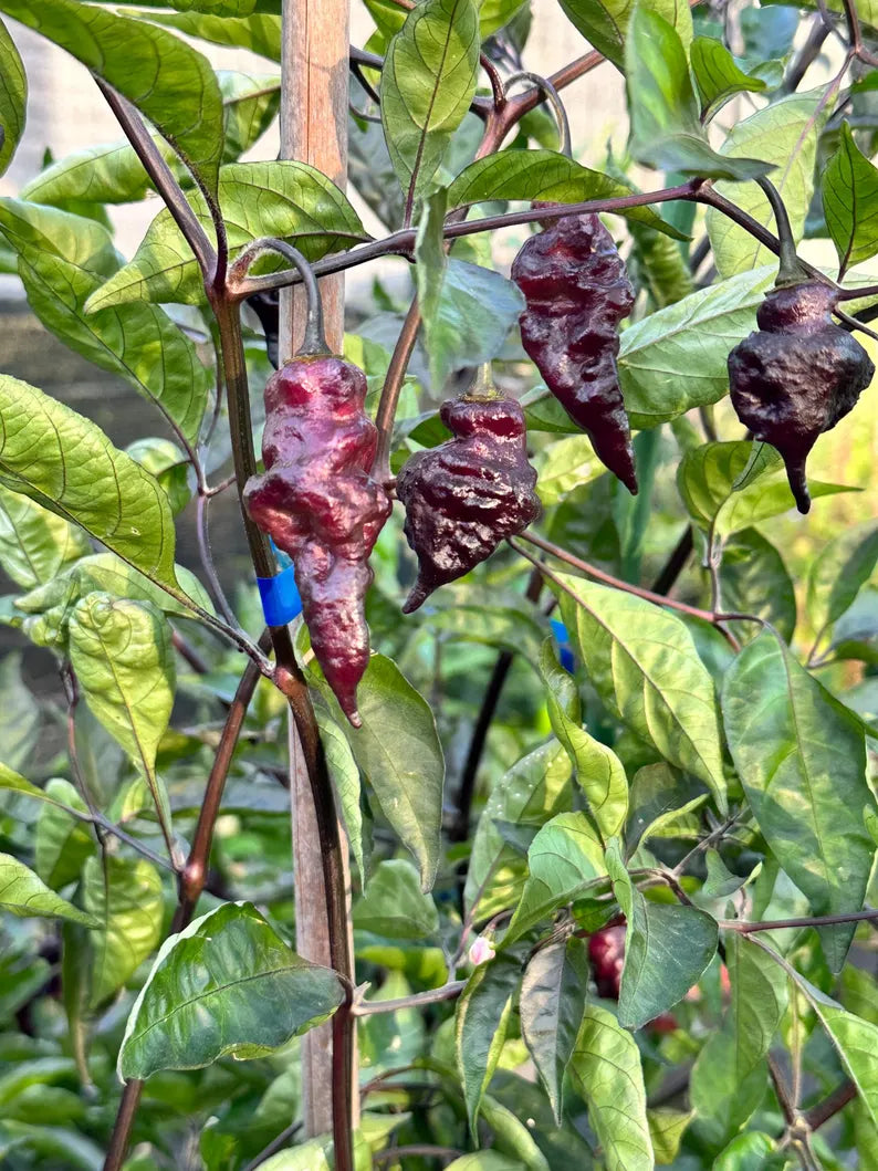 Eye Candy Pepper Seeds