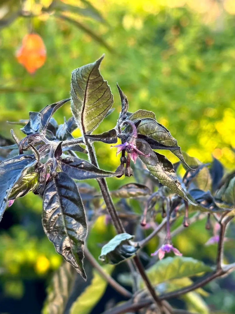 Eye Candy Pepper Seeds