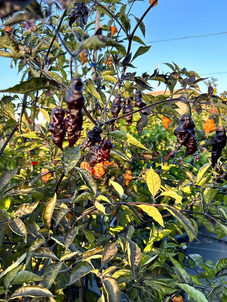 Eye Candy Pepper Seeds