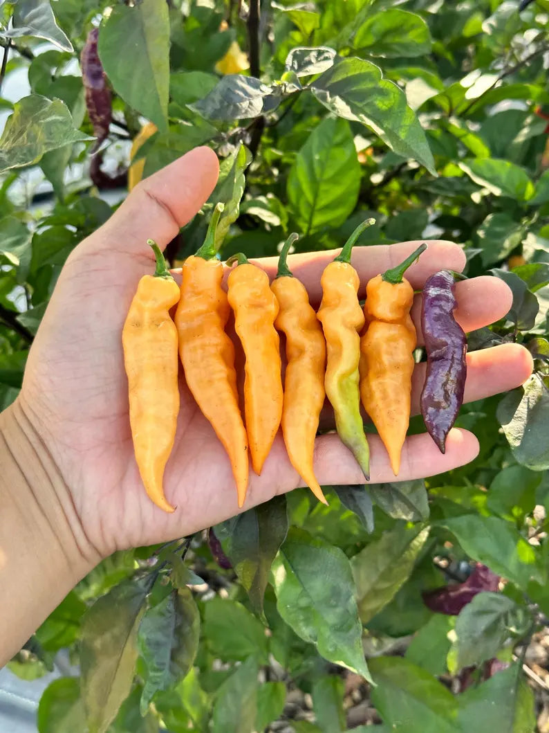 Faddas Black And White Pepper Seeds