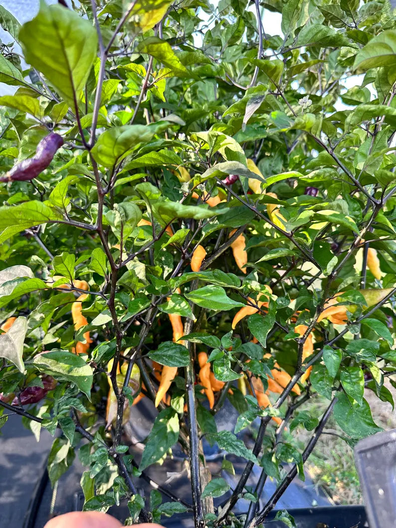 Faddas Black And White Pepper Seeds