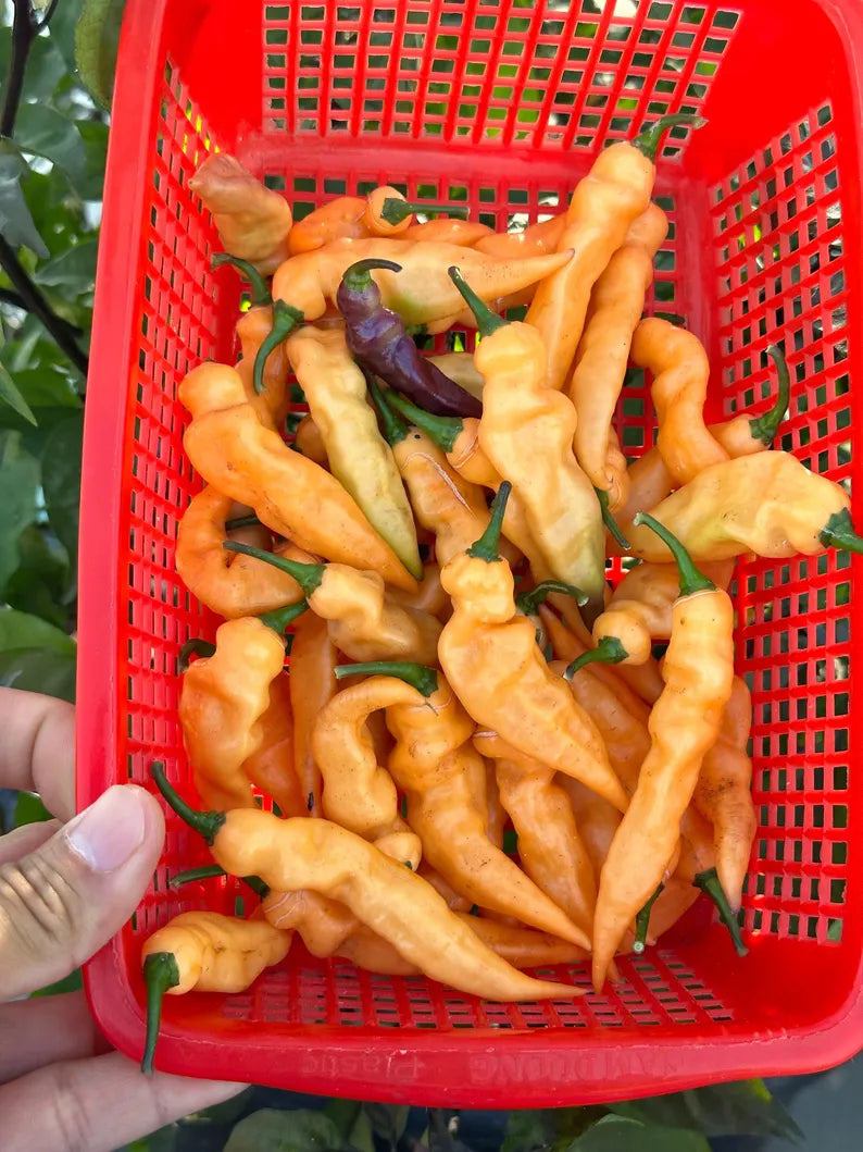 Faddas Black And White Pepper Seeds