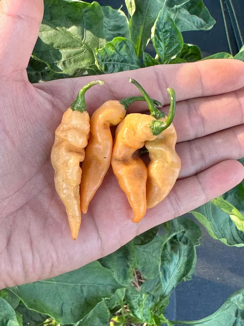 Faddas Black And White Pepper Seeds