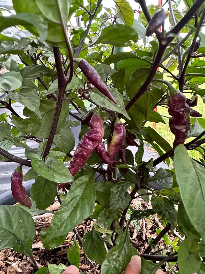 Faddas Black And White Pepper Seeds