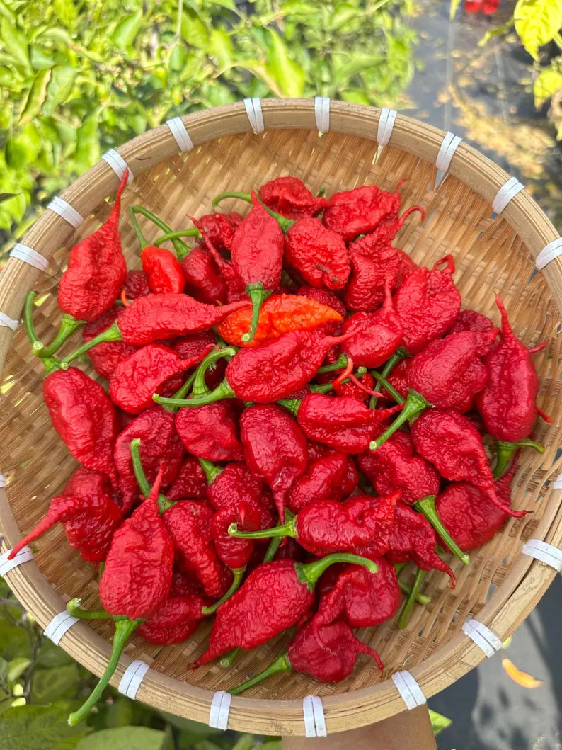 Faddas Poison Tail Pepper Seeds