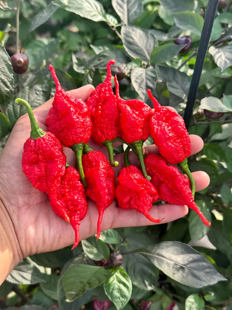 Faddas Poison Tail Pepper Seeds