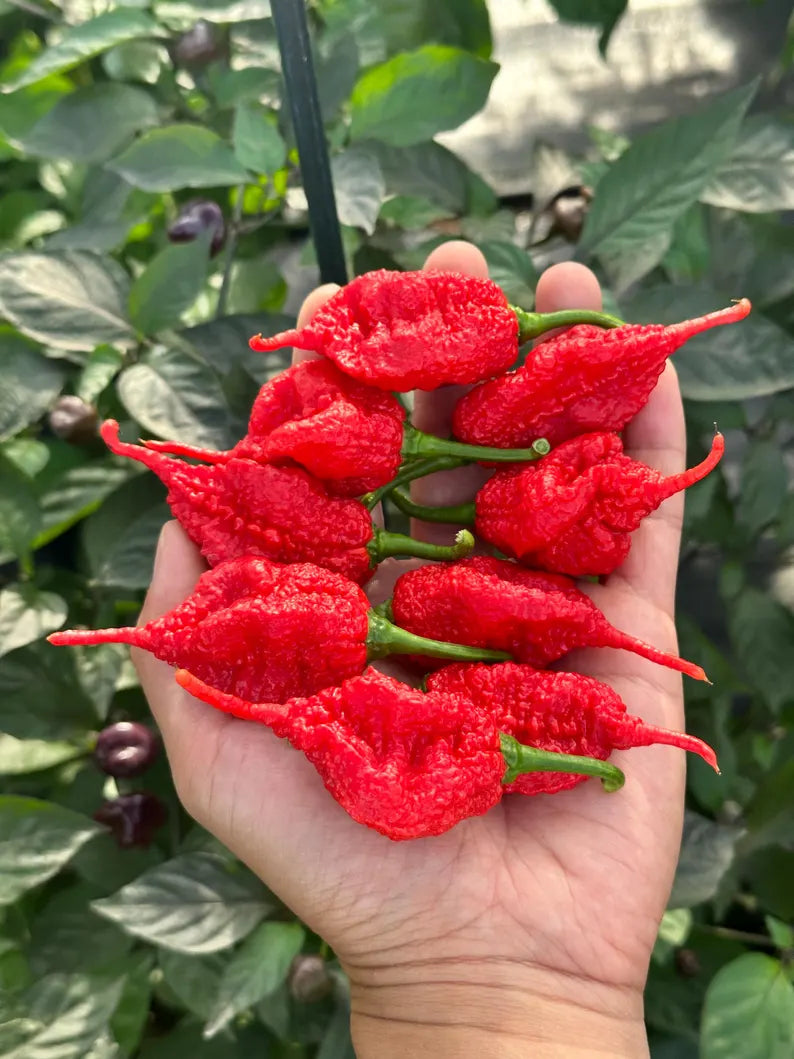 Faddas Poison Tail Pepper Seeds