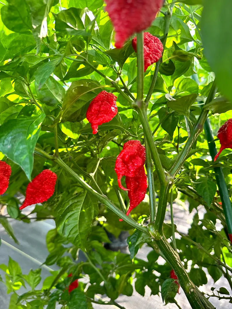 Faddas Poison Tail Pepper Seeds