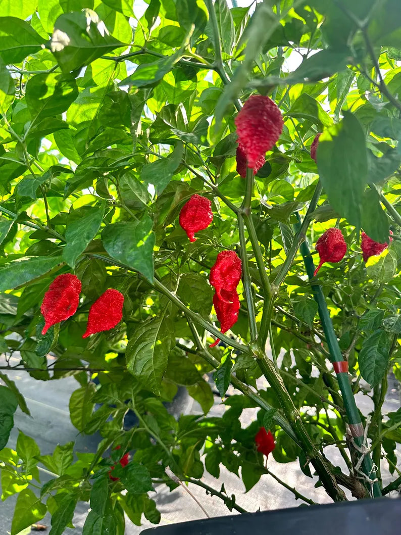 Faddas Poison Tail Pepper Seeds