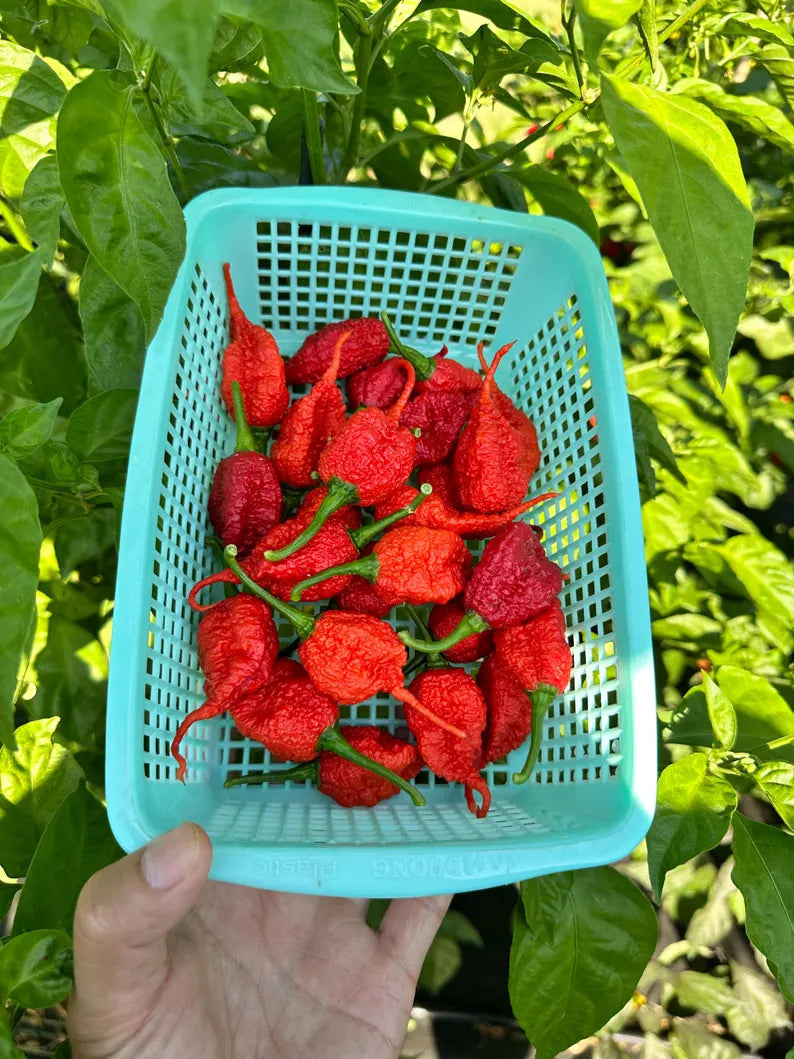 Faddas Poison Tail Pepper Seeds