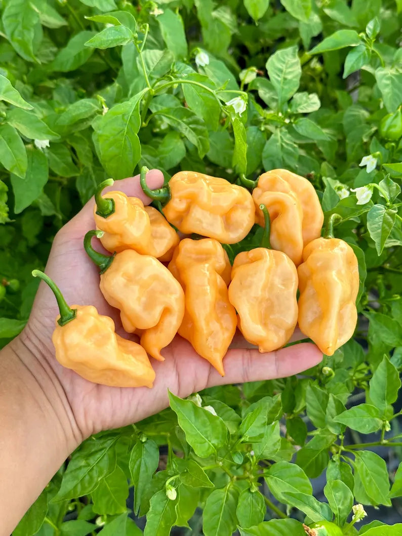 Faddas Special Peach Pepper Seeds