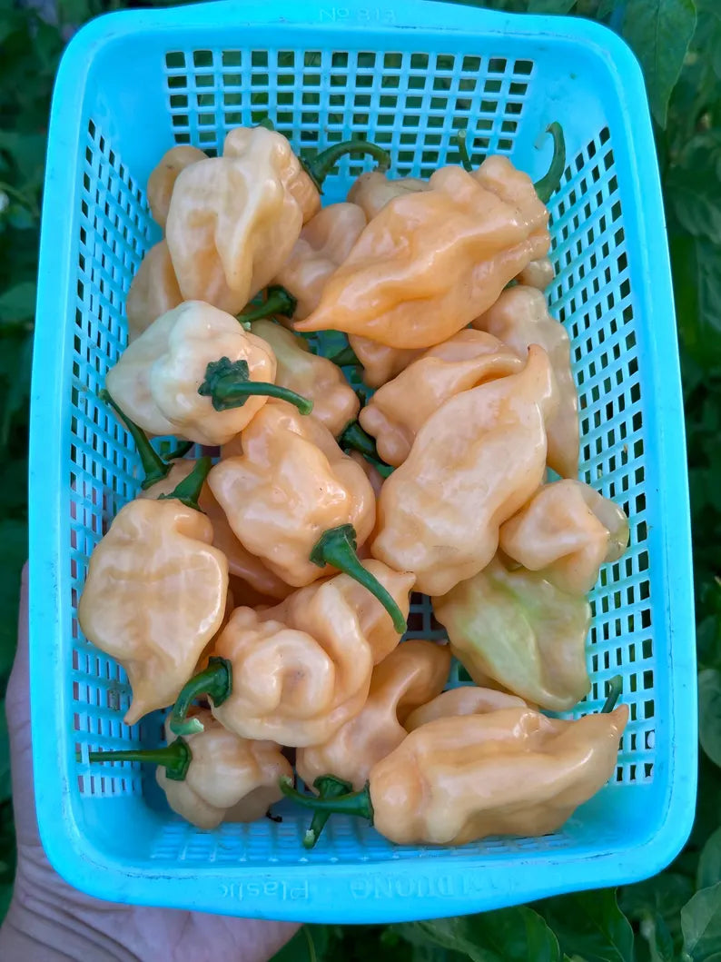 Faddas Special Peach Pepper Seeds