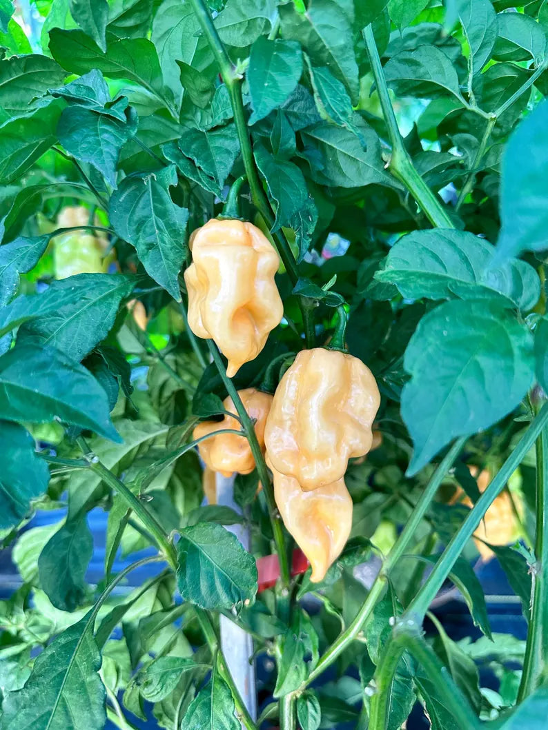 Faddas Special Peach Pepper Seeds