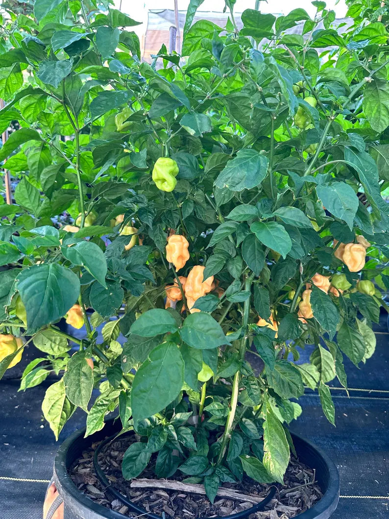 Faddas Special Peach Pepper Seeds