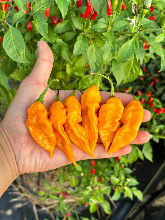 Fatalii Yellow Pepper Seeds