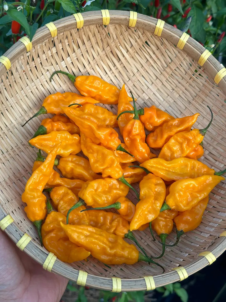 Fatalii Yellow Pepper Seeds