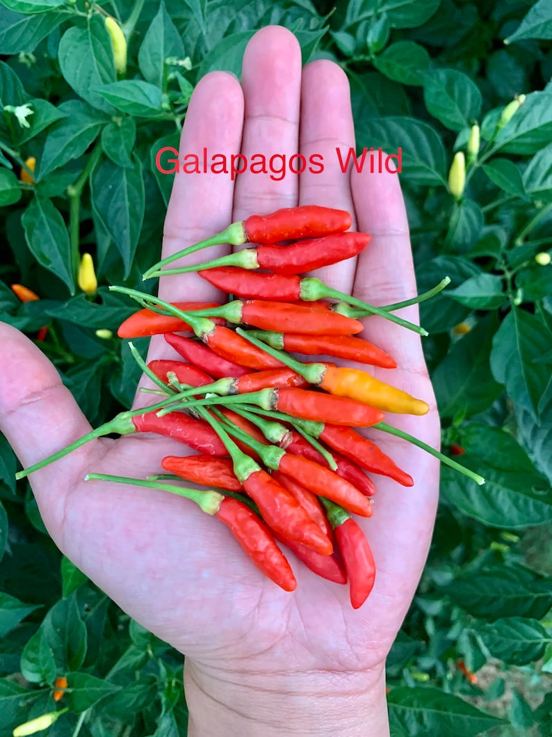 Galapagos Wild Pepper Seeds