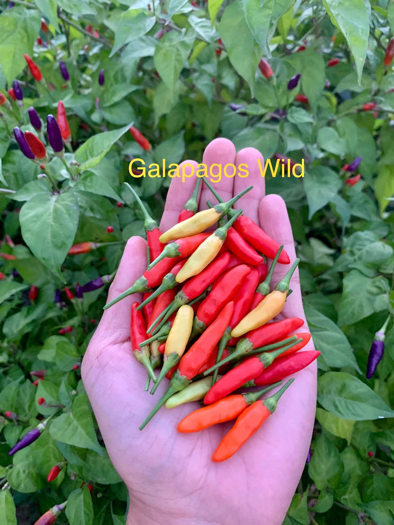 Galapagos Wild Pepper Seeds