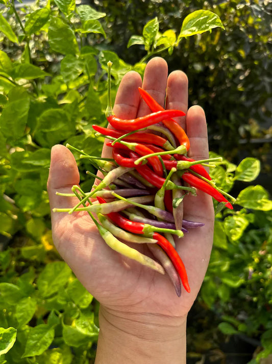 Garda Firework Pepper Seeds