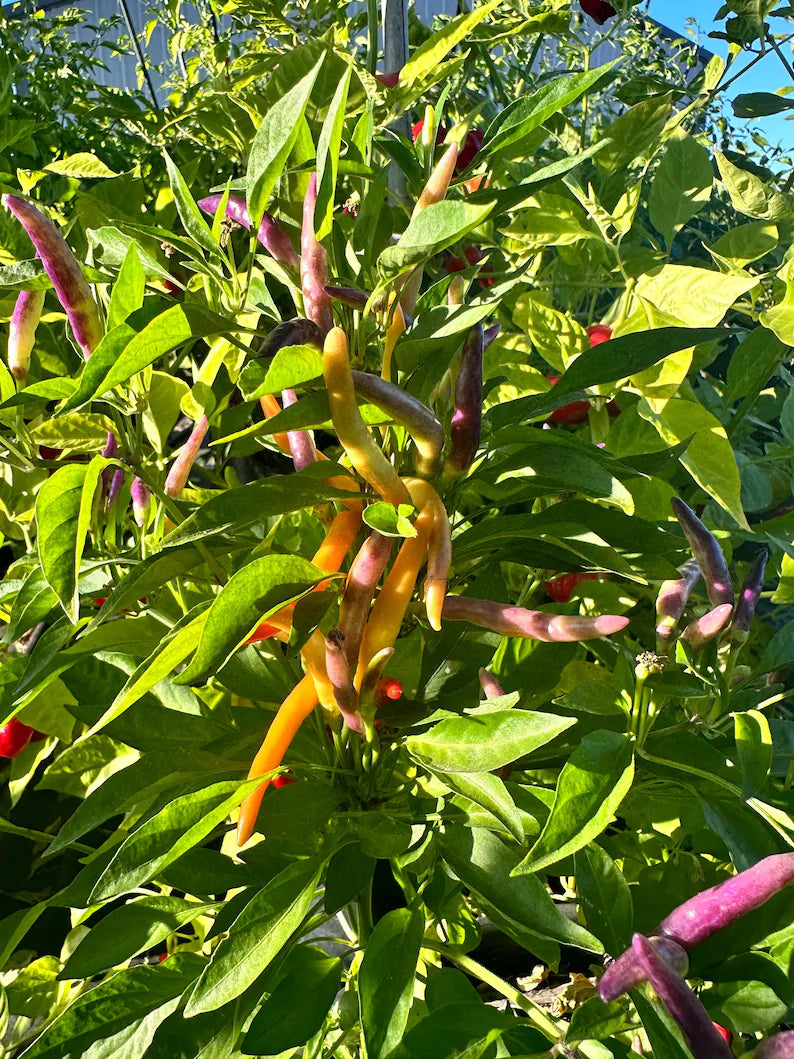 Garda Firework Pepper Seeds