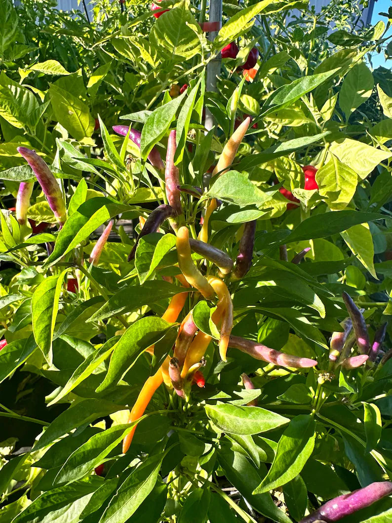 Garda Firework Pepper Seeds