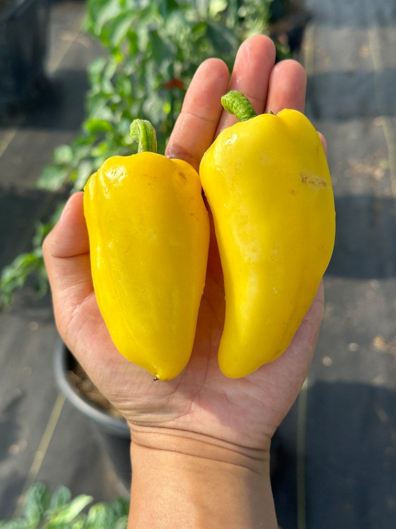 Giant Lemon Jalapeño Pepper Seeds