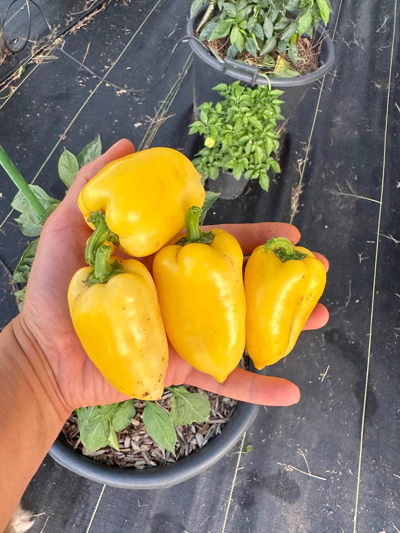 Giant Lemon Jalapeño Pepper Seeds