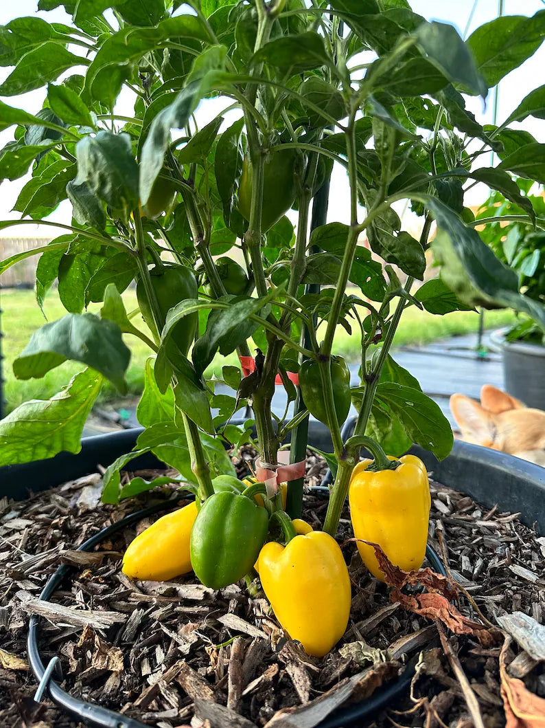 Giant Lemon Jalapeño Pepper Seeds