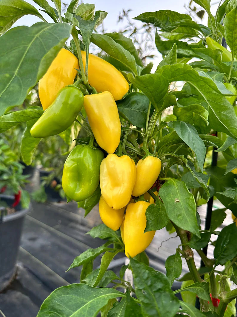 Giant Lemon Jalapeño Pepper Seeds