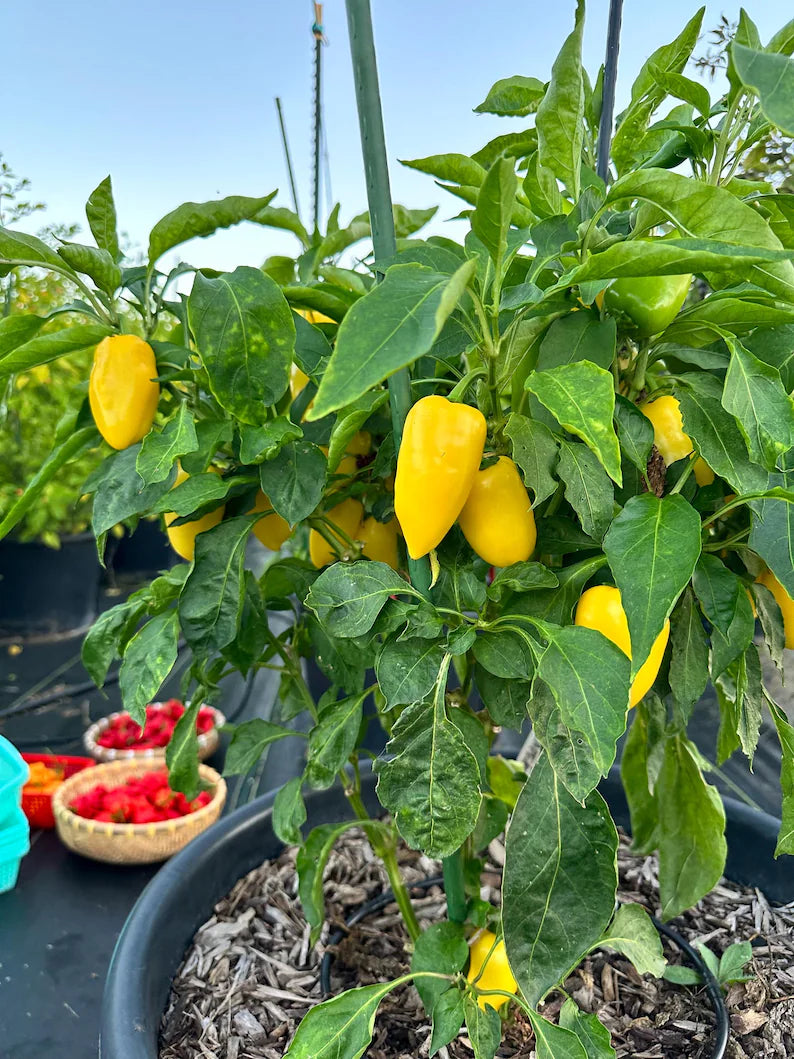 Giant Lemon Jalapeño Pepper Seeds