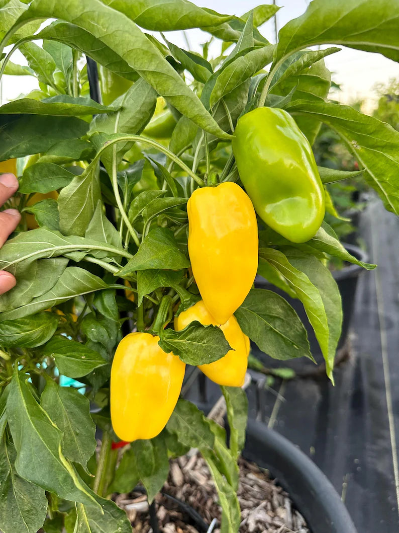 Giant Lemon Jalapeño Pepper Seeds