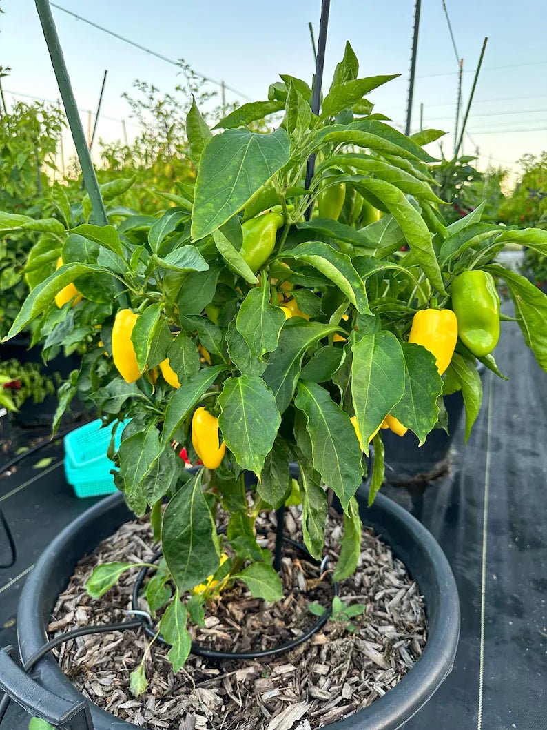 Giant Lemon Jalapeño Pepper Seeds