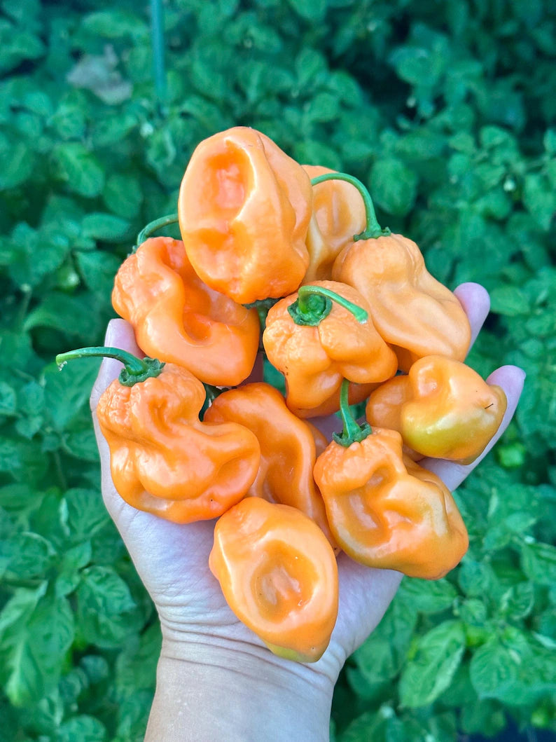 Giant Orange Habanero Pepper Seeds