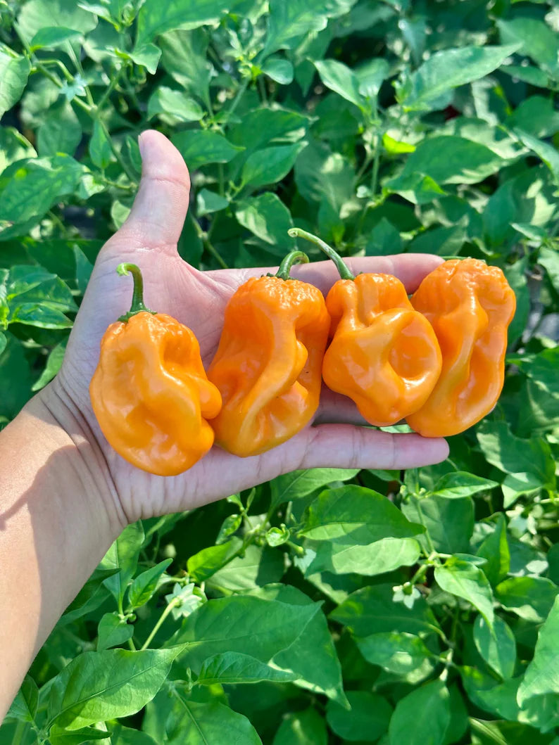 Giant Orange Habanero Pepper Seeds