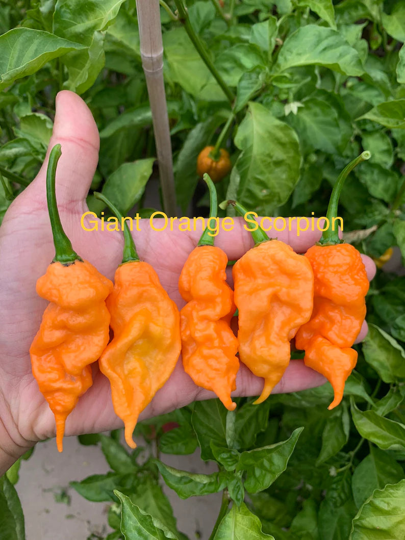 Giant Orange Scorpion Pepper Seeds