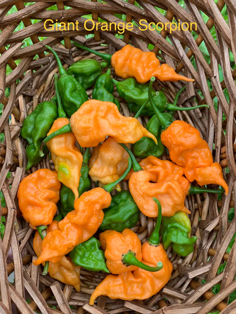 Giant Orange Scorpion Pepper Seeds