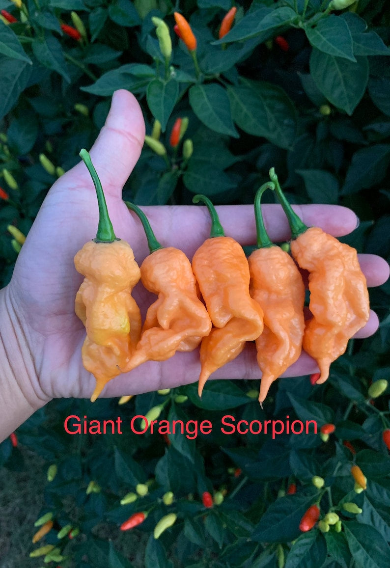 Giant Orange Scorpion Pepper Seeds