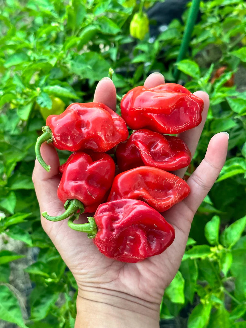 Giant Red Habanero Pepper Seeds