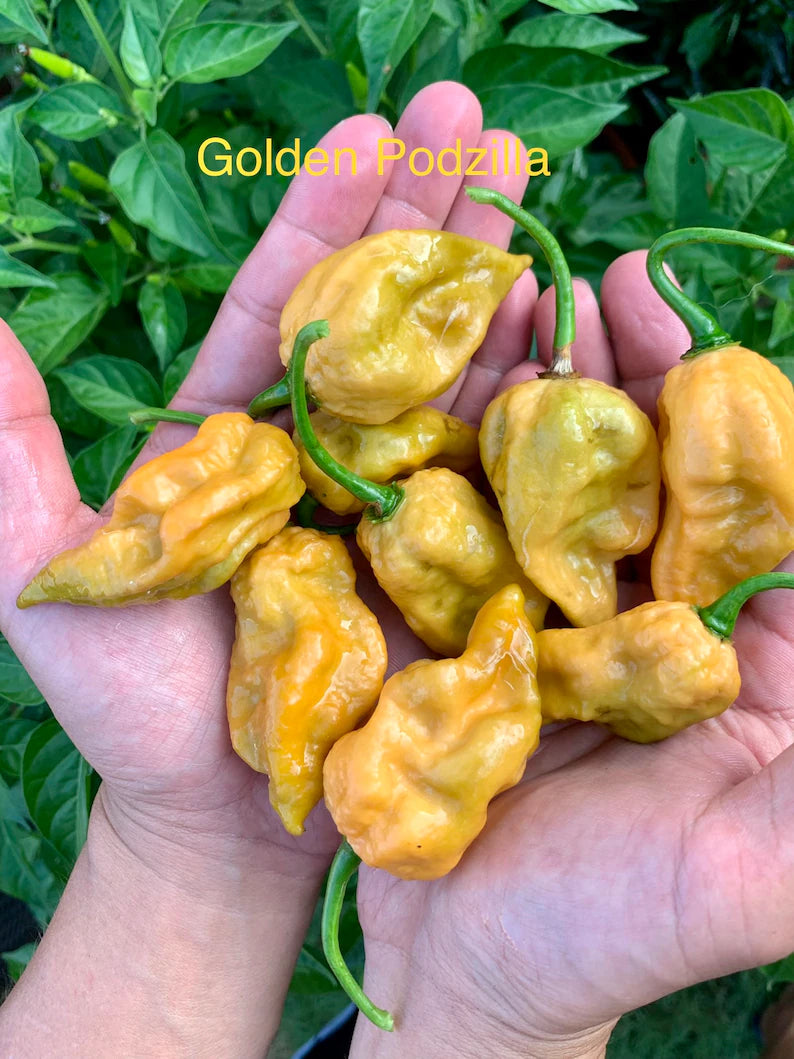 Gold Podzilla Pepper Seeds – HaHa Seeds Shop