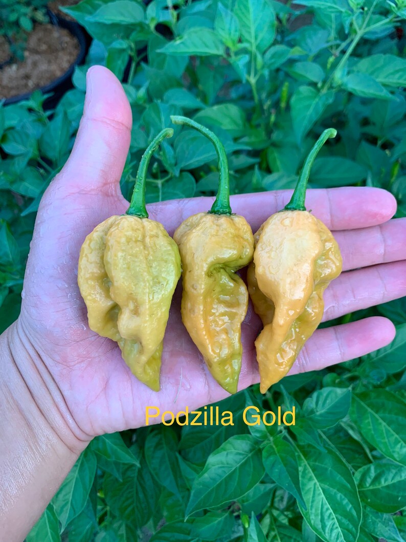 Gold Podzilla Pepper Seeds