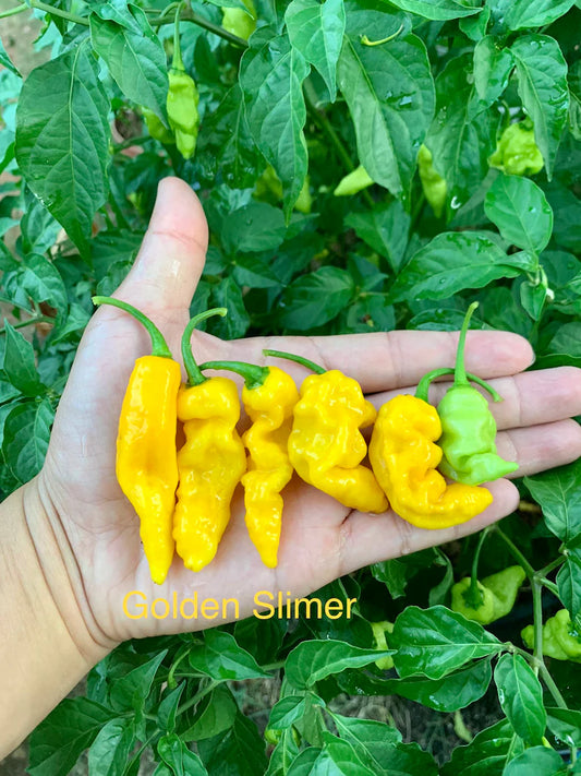 Golden Slimer Pepper Seeds